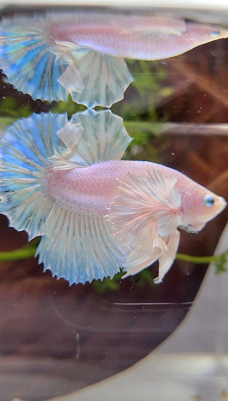 PLAKAT SUPER DUMBO EAR WHITE UNICORN FISH