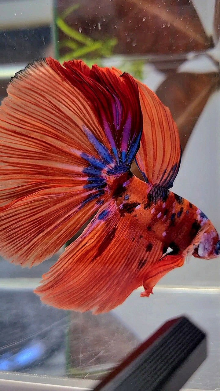 HALFMOON ROSETAIL ORANGE GALAXY MULTICOLOR BETTA FISH