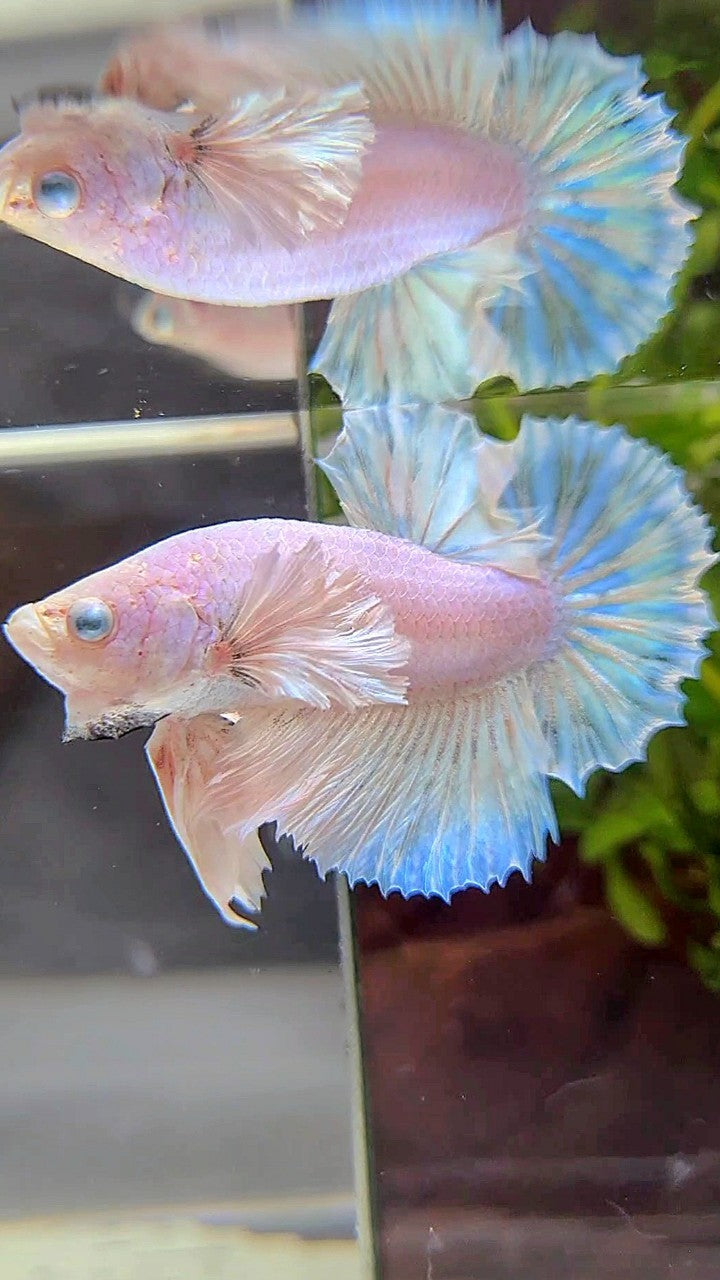 PLAKAT SUPER DUMBO EAR WHITE UNICORN FISH