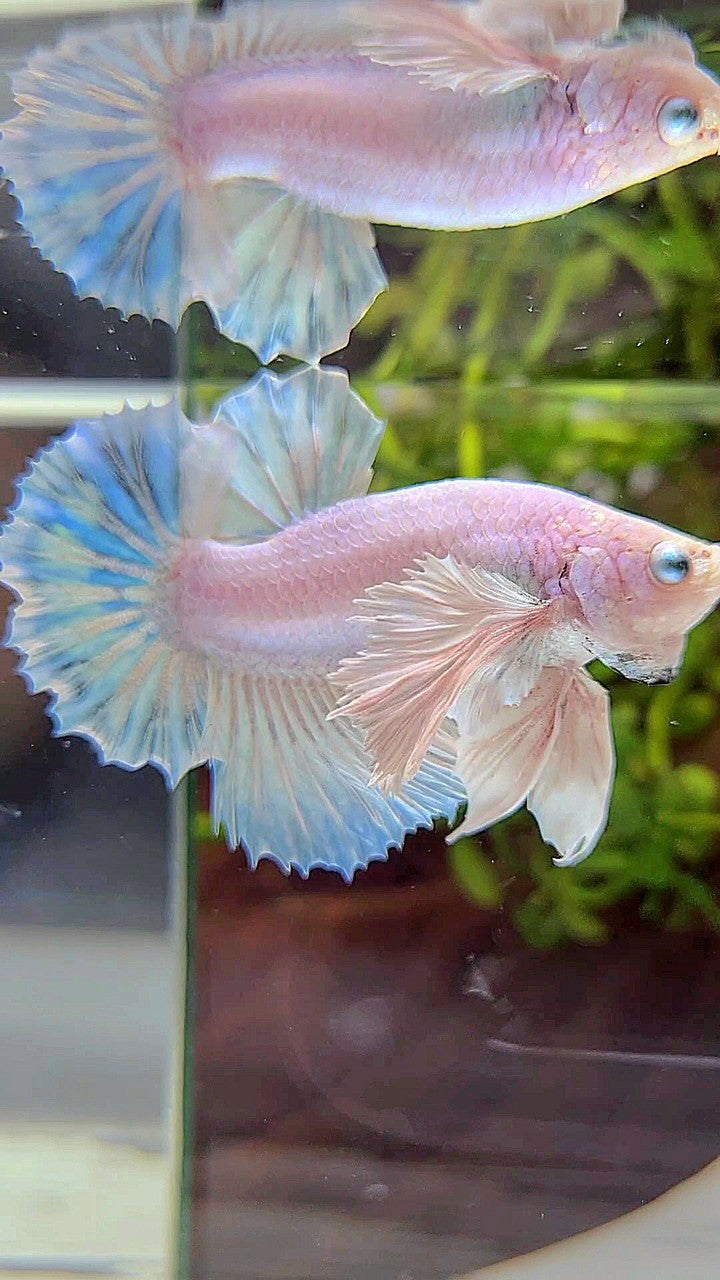 DUMBO EAR – Rare Betta Fish Store