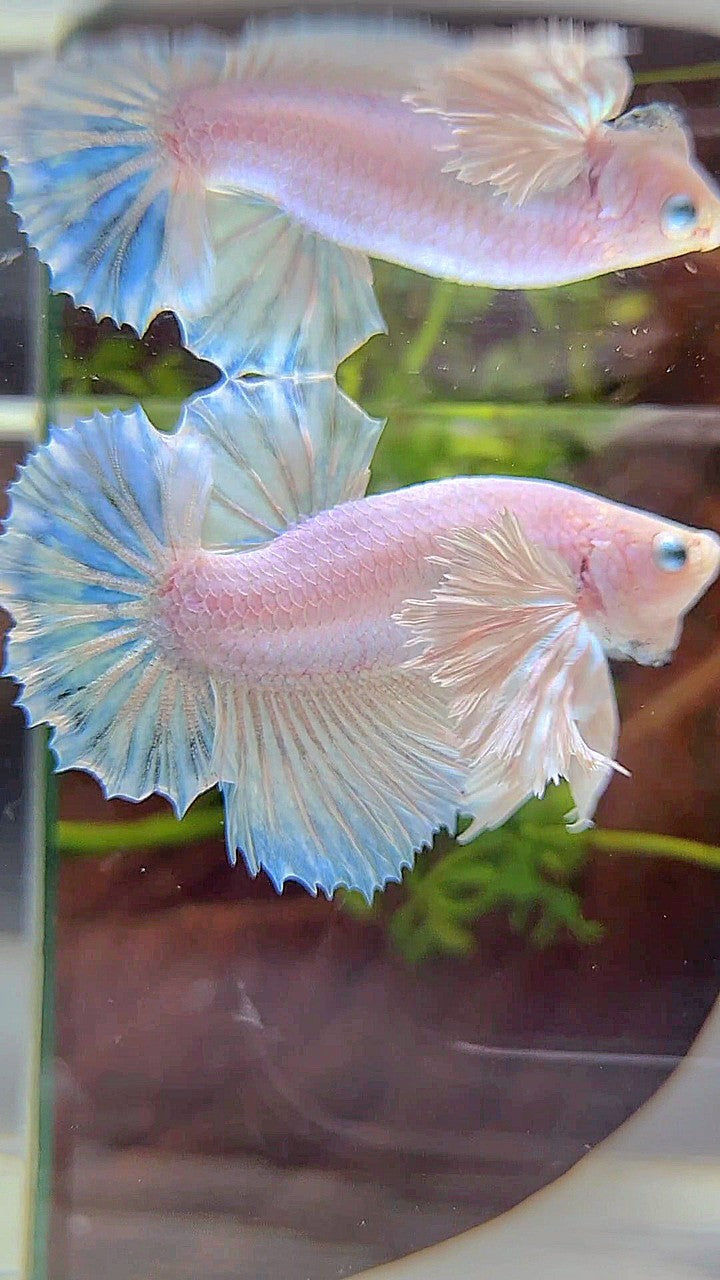 PLAKAT SUPER DUMBO EAR WHITE UNICORN FISH