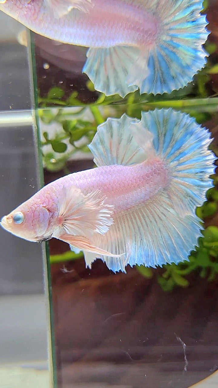 PLAKAT SUPER DUMBO EAR WHITE UNICORN FISH