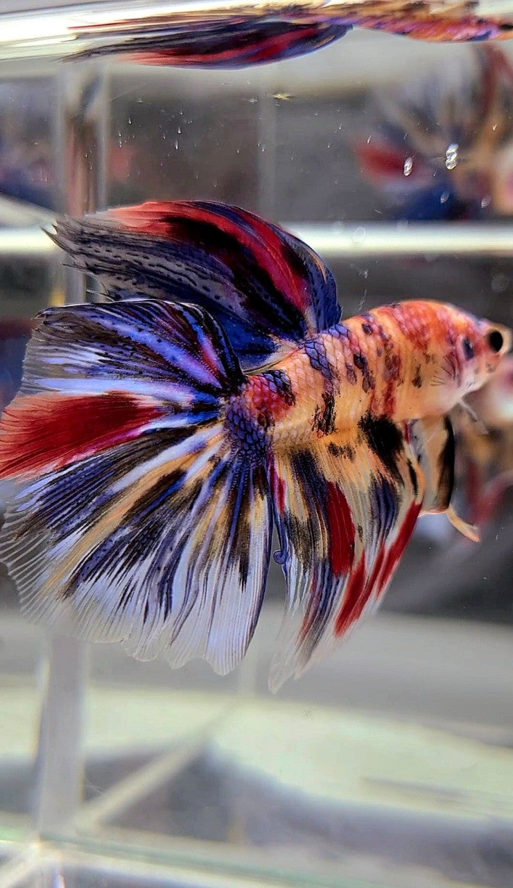 HALFMOON KOI YELLOW BLUE TIGER MULTICOLOR BETTA FISH