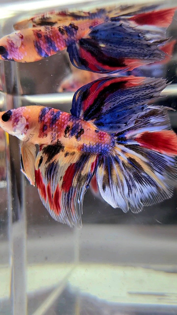 HALFMOON KOI YELLOW BLUE TIGER MULTICOLOR BETTA FISH