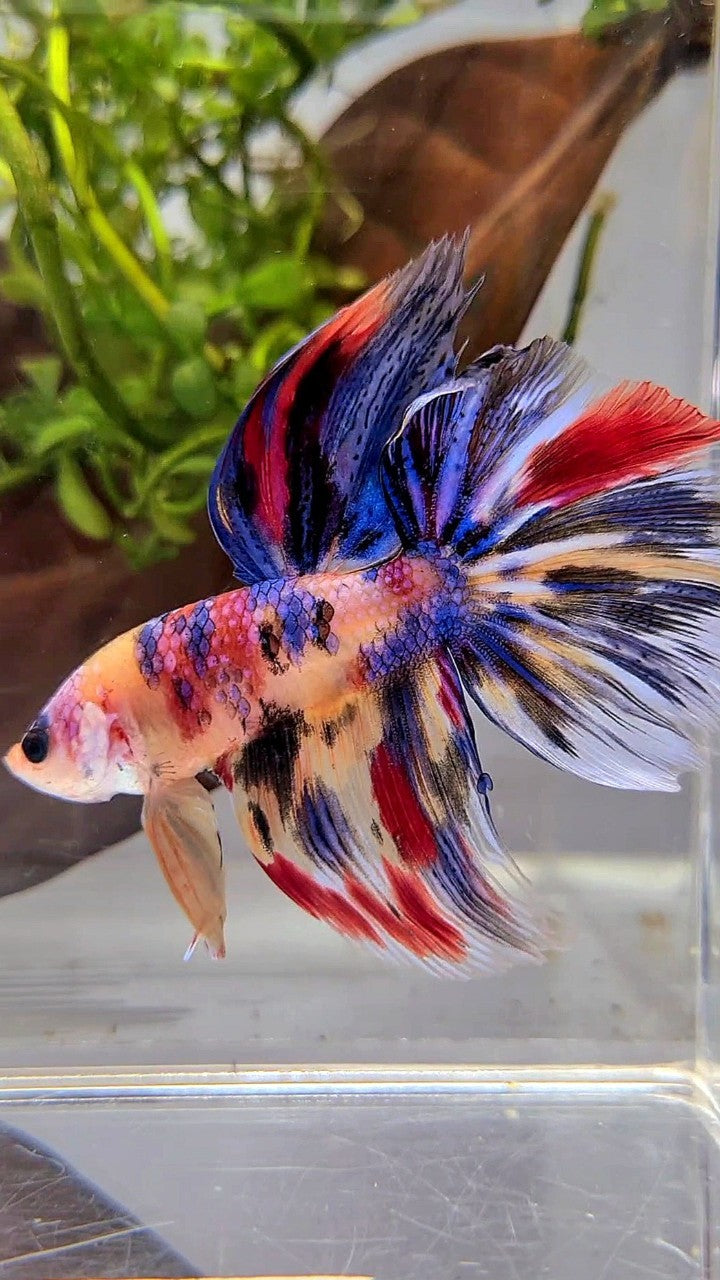 HALFMOON KOI YELLOW BLUE TIGER MULTICOLOR BETTA FISH