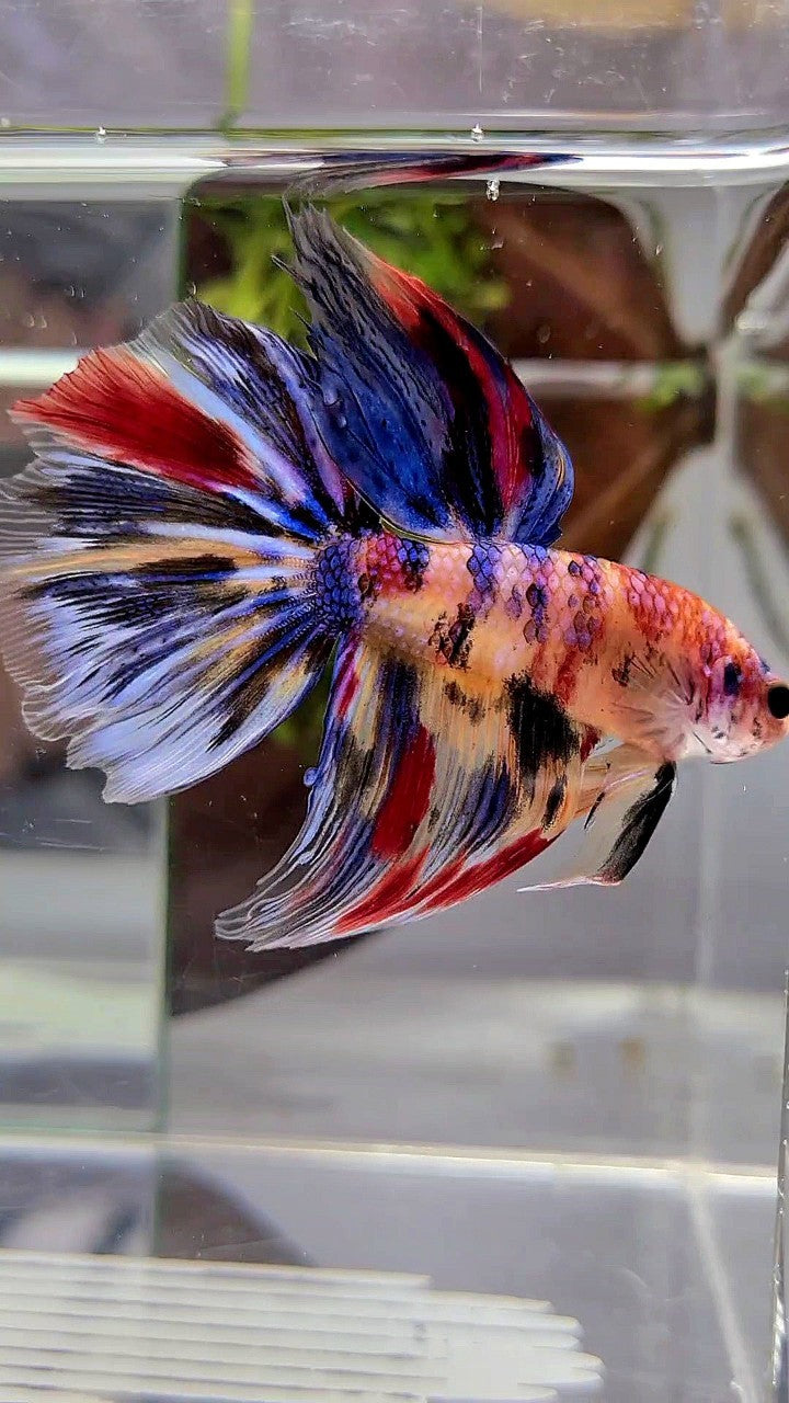 HALFMOON KOI YELLOW BLUE TIGER MULTICOLOR BETTA FISH