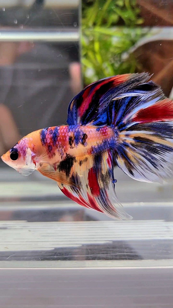 HALFMOON KOI YELLOW BLUE TIGER MULTICOLOR BETTA FISH