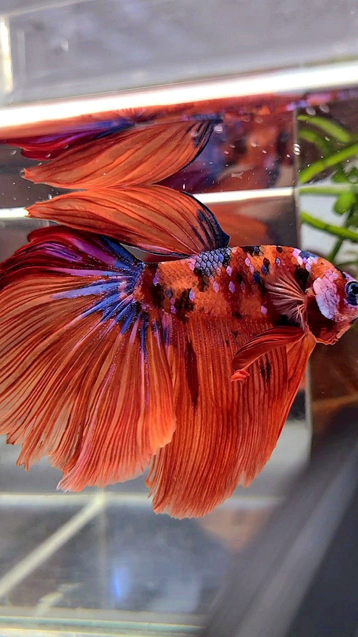 HALFMOON ROSETAIL ORANGE GALAXY MULTICOLOR BETTA FISH