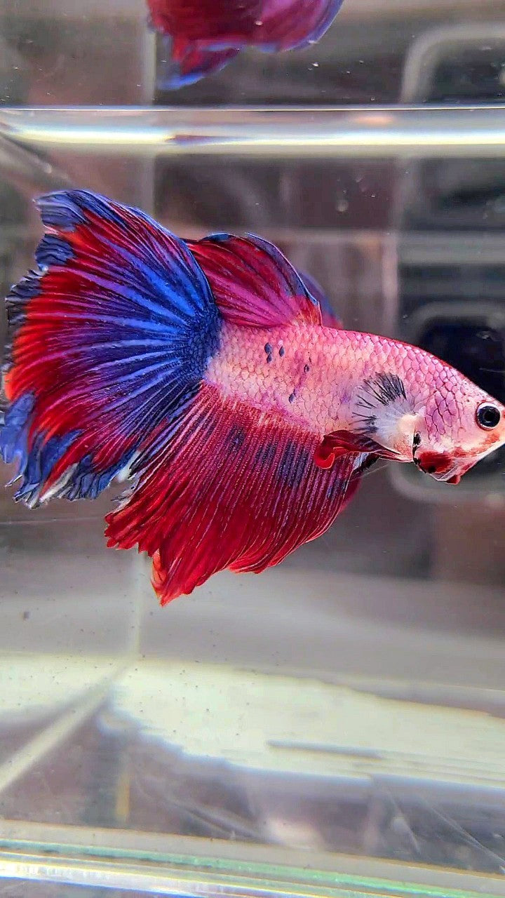 HALFMOON FANCY BLUE RED MULTICOLOR BETTA FISH