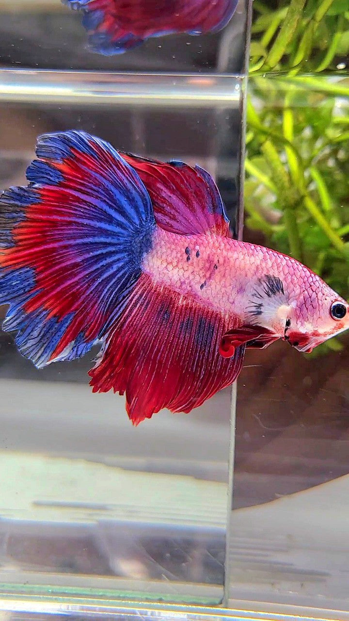 HALFMOON FANCY BLUE RED MULTICOLOR BETTA FISH