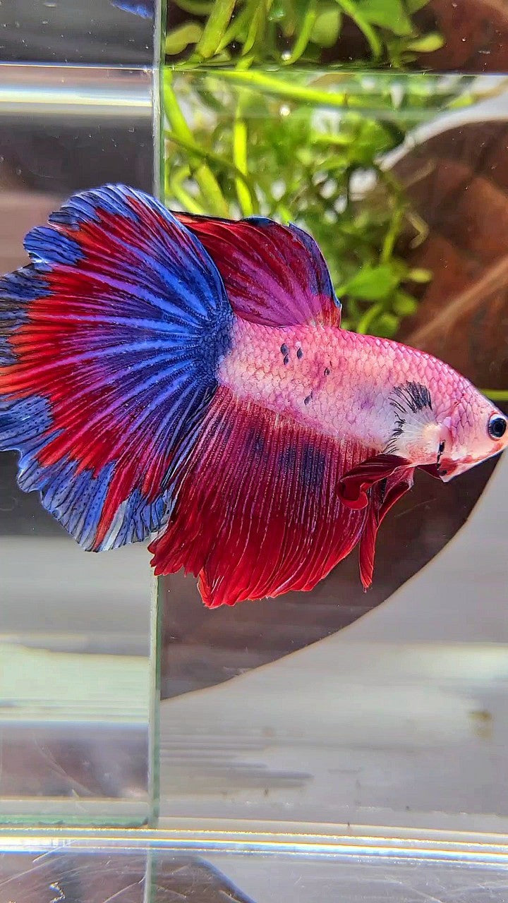 HALFMOON FANCY BLUE RED MULTICOLOR BETTA FISH