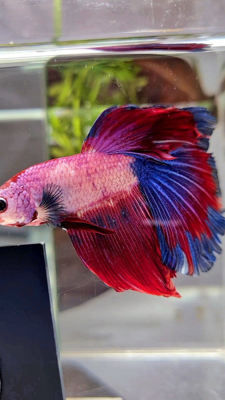 HALFMOON FANCY BLUE RED MULTICOLOR BETTA FISH