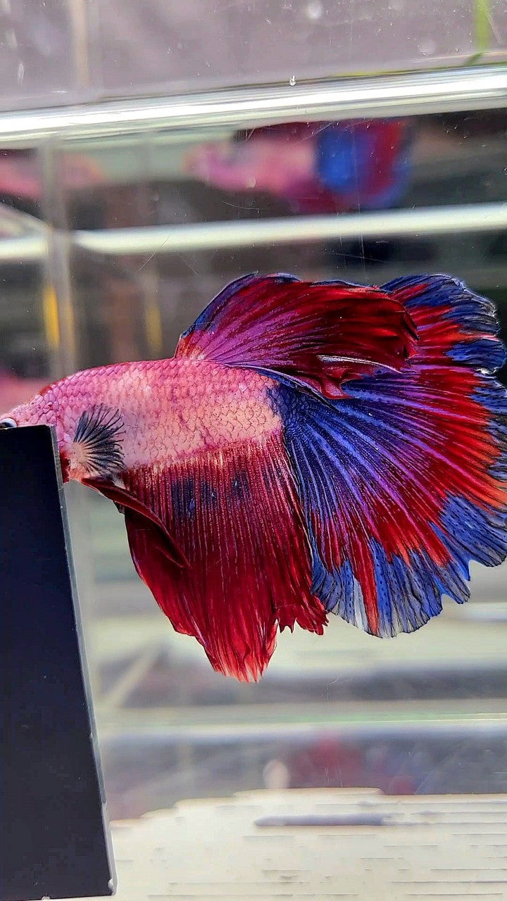 HALFMOON FANCY BLUE RED MULTICOLOR BETTA FISH