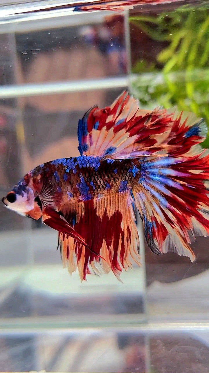 HALFMOON ROSETAIL BLACK GALAXY NEMO FIRE VARIATION BETTA FISH