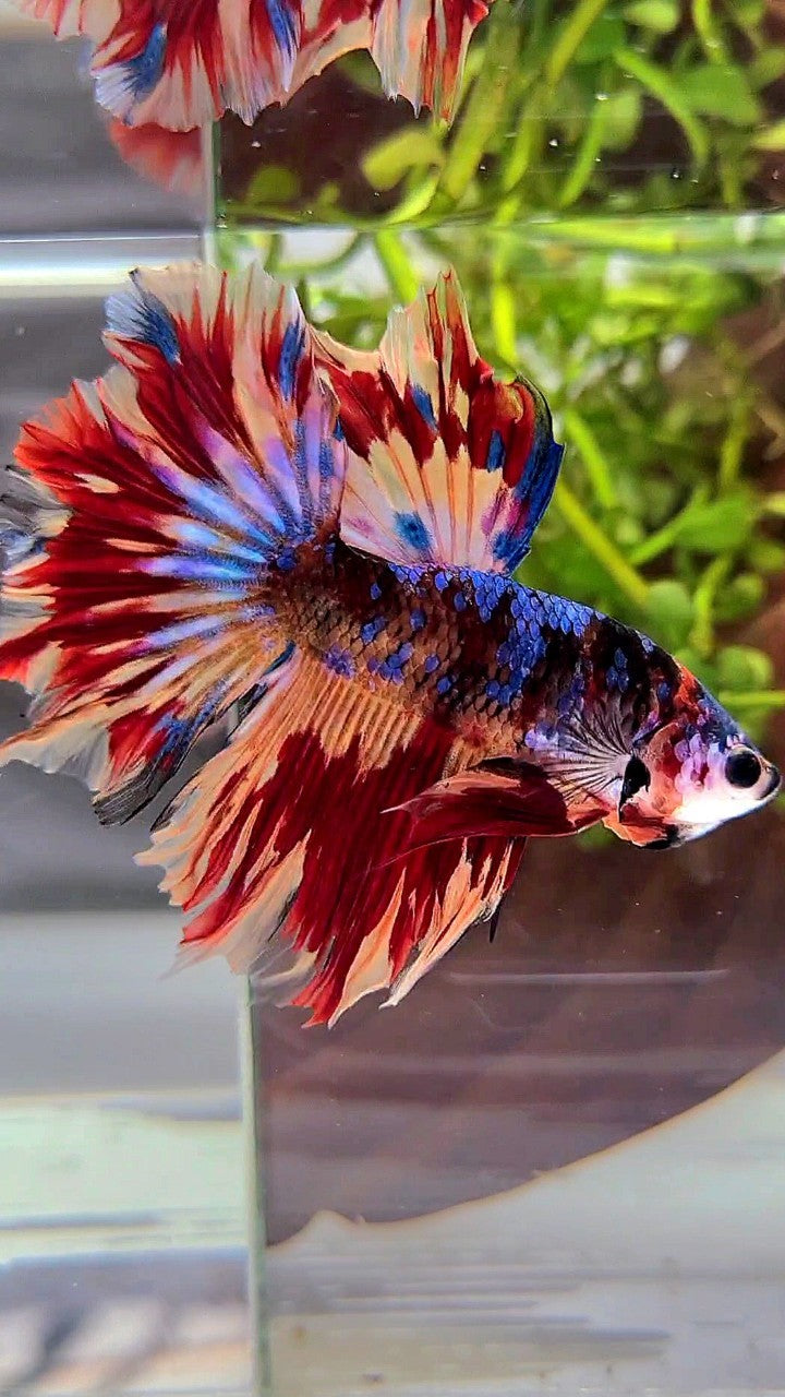 HALFMOON ROSETAIL BLACK GALAXY NEMO FIRE VARIATION BETTA FISH