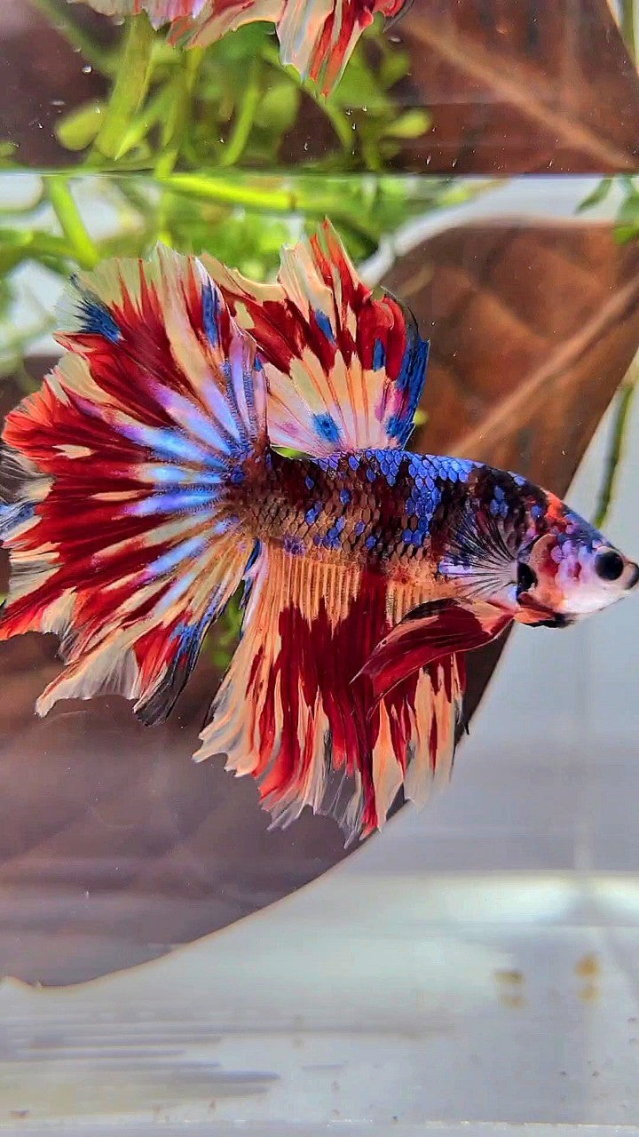 HALFMOON ROSETAIL BLACK GALAXY NEMO FIRE VARIATION BETTA FISH