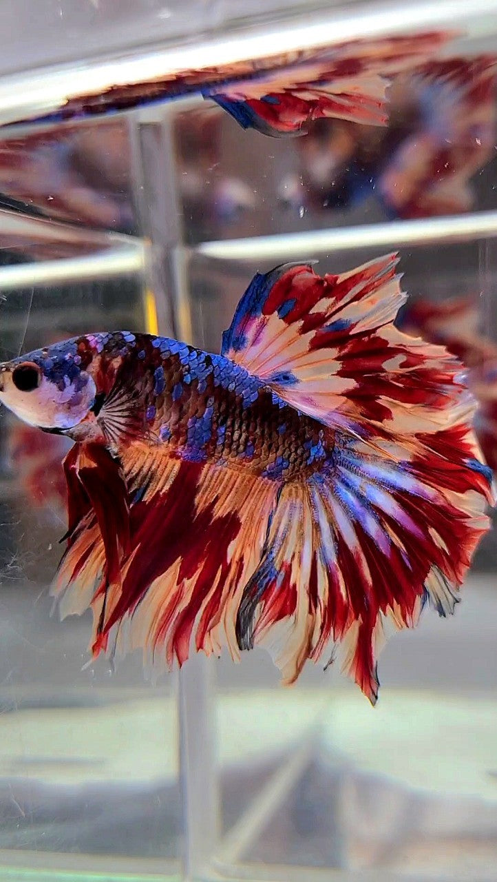 HALFMOON ROSETAIL BLACK GALAXY NEMO FIRE VARIATION BETTA FISH