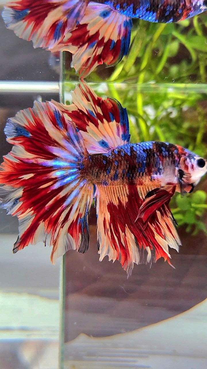 HALFMOON ROSETAIL BLACK GALAXY NEMO FIRE VARIATION BETTA FISH