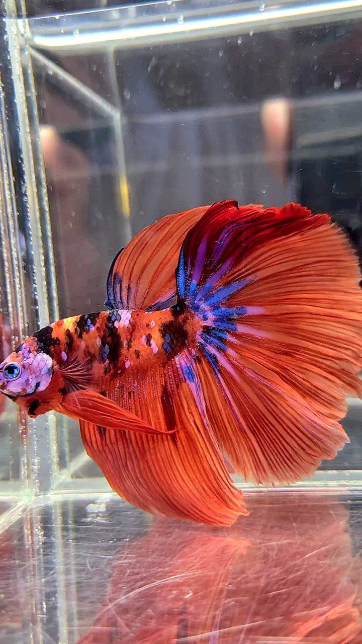 HALFMOON ROSETAIL ORANGE GALAXY MULTICOLOR BETTA FISH