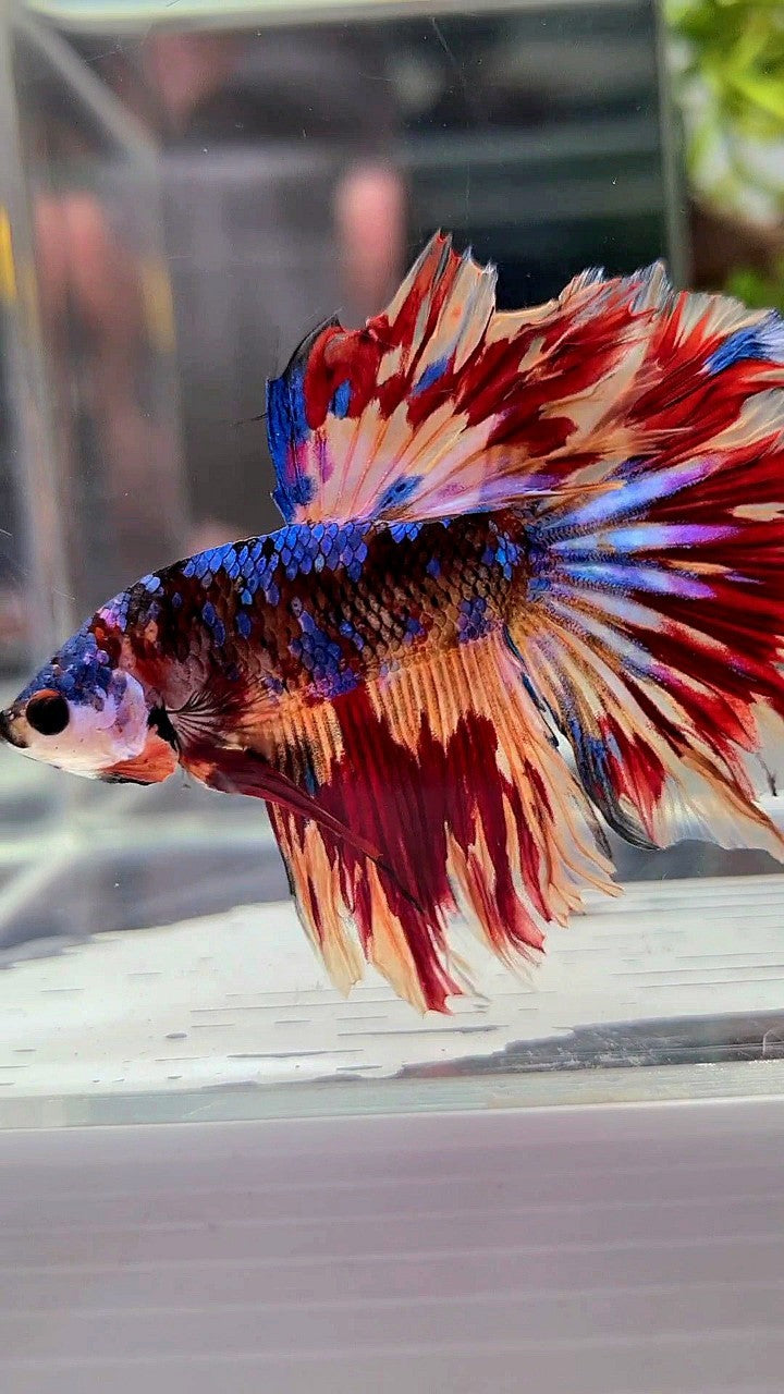 HALFMOON ROSETAIL BLACK GALAXY NEMO FIRE VARIATION BETTA FISH