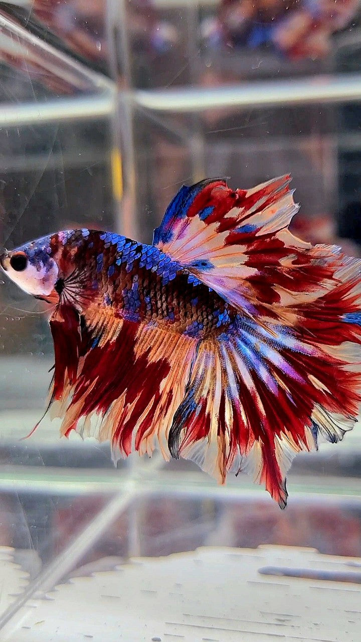 HALFMOON ROSETAIL BLACK GALAXY NEMO FIRE VARIATION BETTA FISH