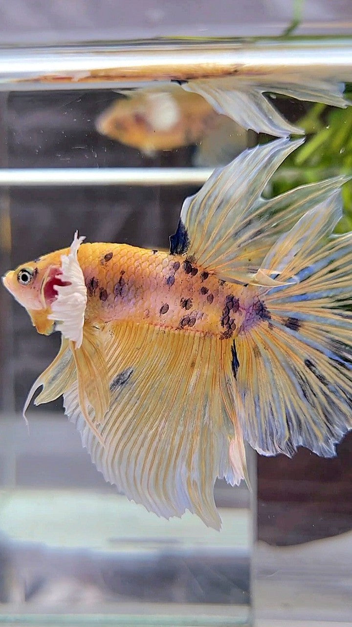 HALFMOON DUMBO EAR YELLOW KOI MARBLE MULTICOLOR BETTA FISH