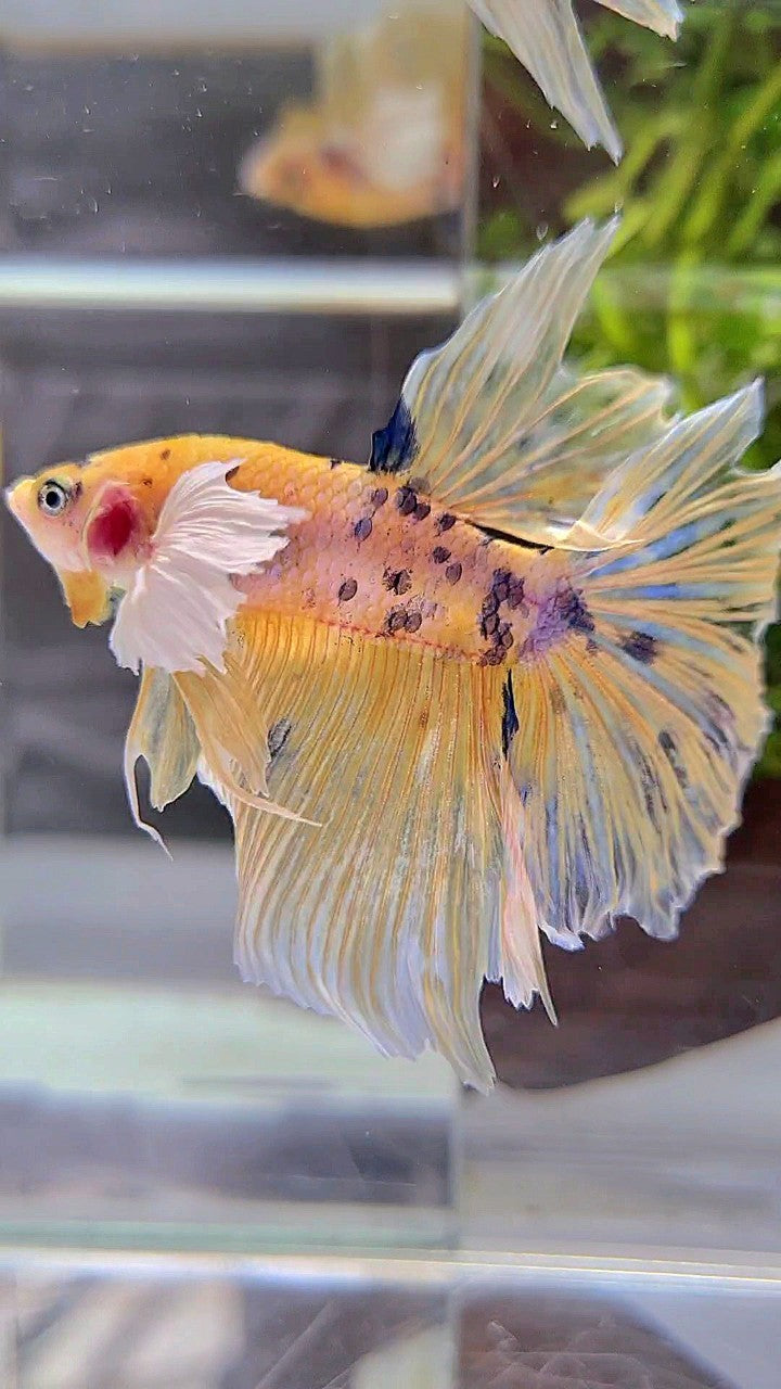 HALFMOON DUMBO EAR YELLOW KOI MARBLE MULTICOLOR BETTA FISH