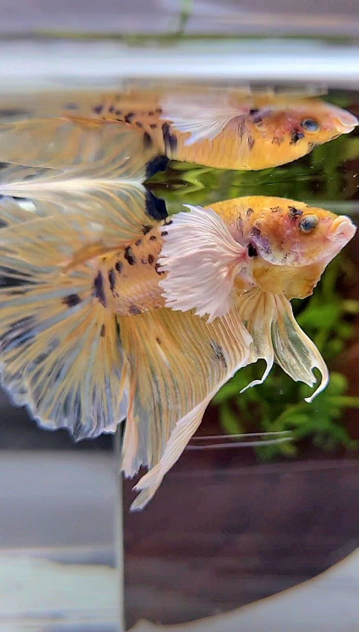 HALFMOON DUMBO EAR YELLOW KOI MARBLE MULTICOLOR BETTA FISH