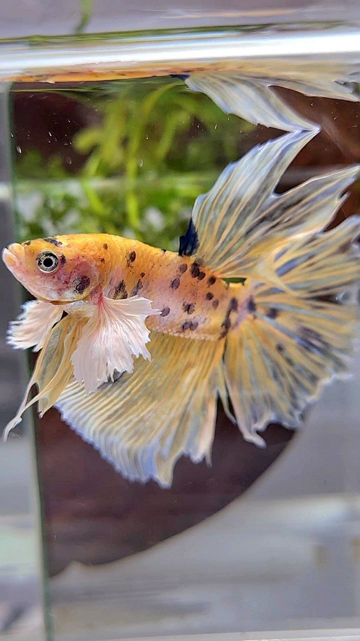 HALFMOON DUMBO EAR YELLOW KOI MARBLE MULTICOLOR BETTA FISH