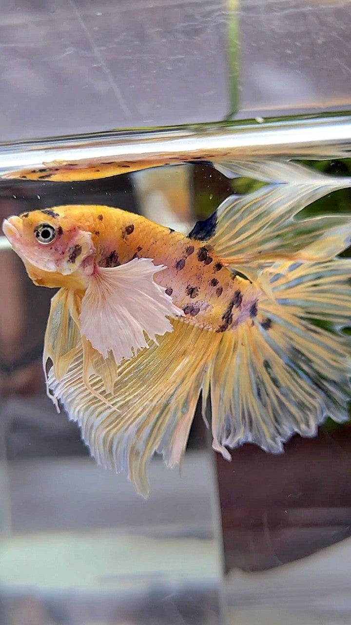 HALFMOON DUMBO EAR YELLOW KOI MARBLE MULTICOLOR BETTA FISH