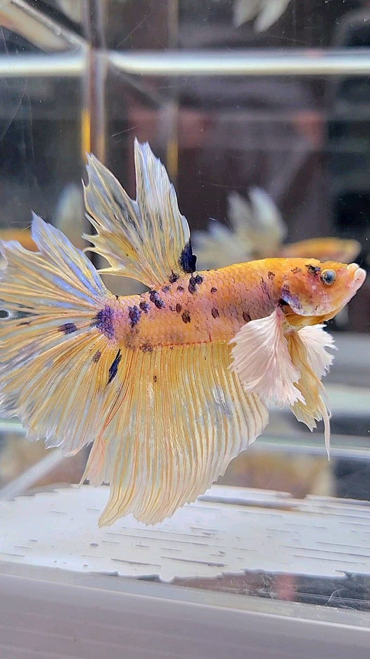 HALFMOON DUMBO EAR YELLOW KOI MARBLE MULTICOLOR BETTA FISH