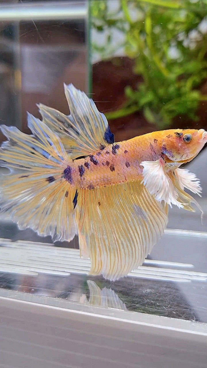 HALFMOON DUMBO EAR YELLOW KOI MARBLE MULTICOLOR BETTA FISH