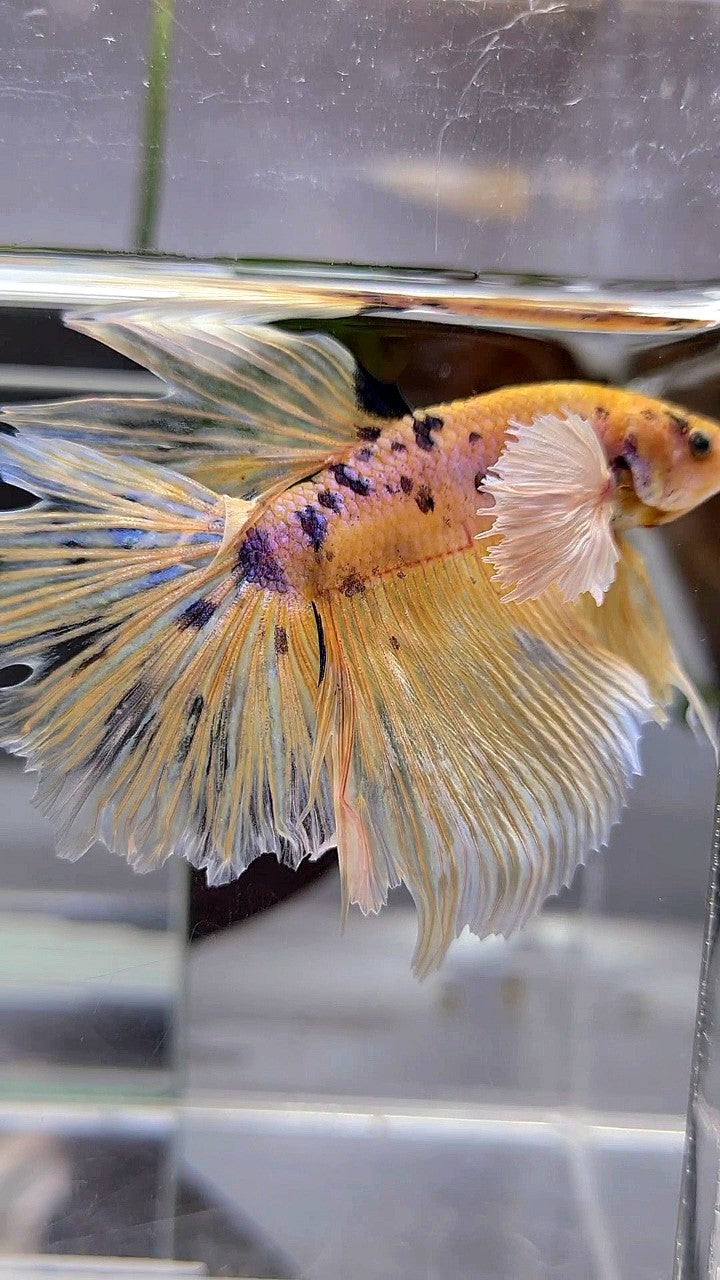 HALFMOON DUMBO EAR YELLOW KOI MARBLE MULTICOLOR BETTA FISH