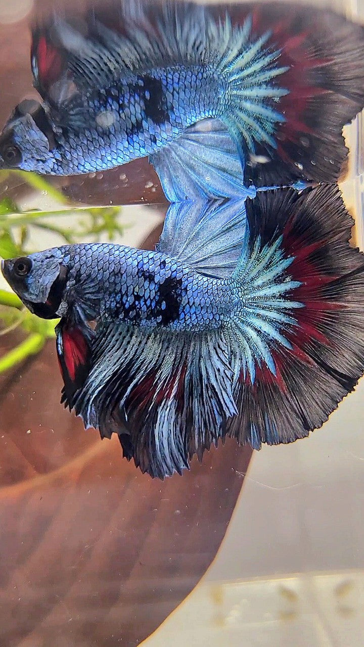 HALFMOON ROSETAIL BLUE BLACK PATTERN AVATAR BETTA FISH