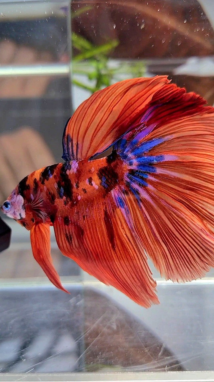 HALFMOON ROSETAIL ORANGE GALAXY MULTICOLOR BETTA FISH