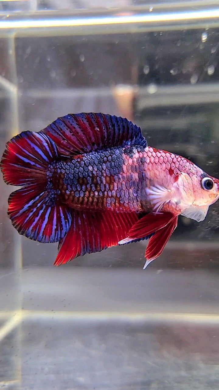 PLAKAT DOUBLE TAIL PURPLE RED FANCY MULTICOLOR BETTA FISH