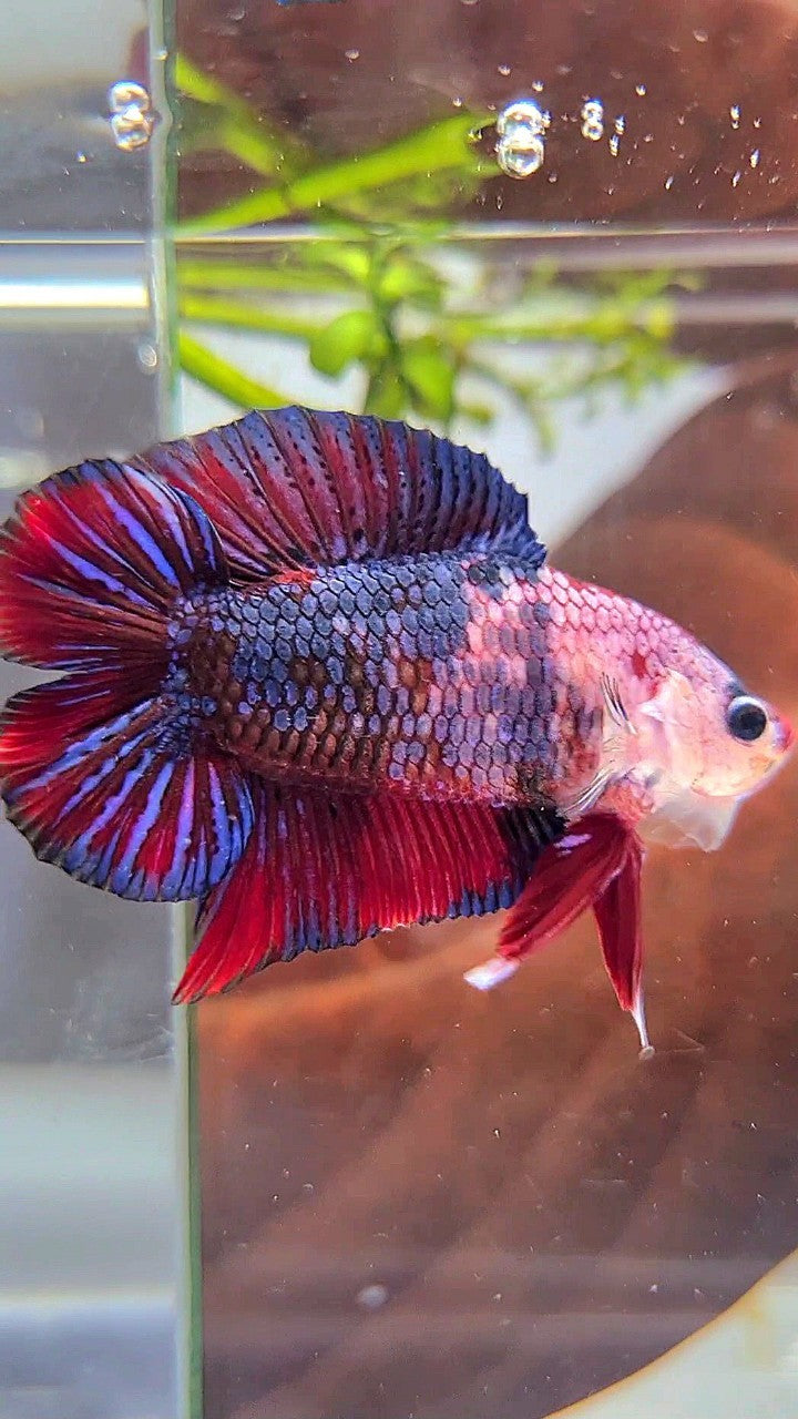 PLAKAT DOUBLE TAIL PURPLE RED FANCY MULTICOLOR BETTA FISH