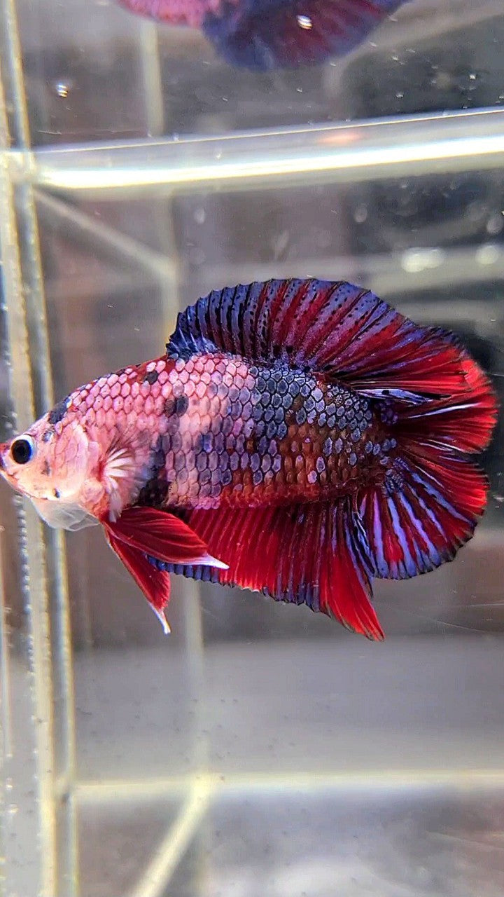 PLAKAT DOUBLE TAIL PURPLE RED FANCY MULTICOLOR BETTA FISH