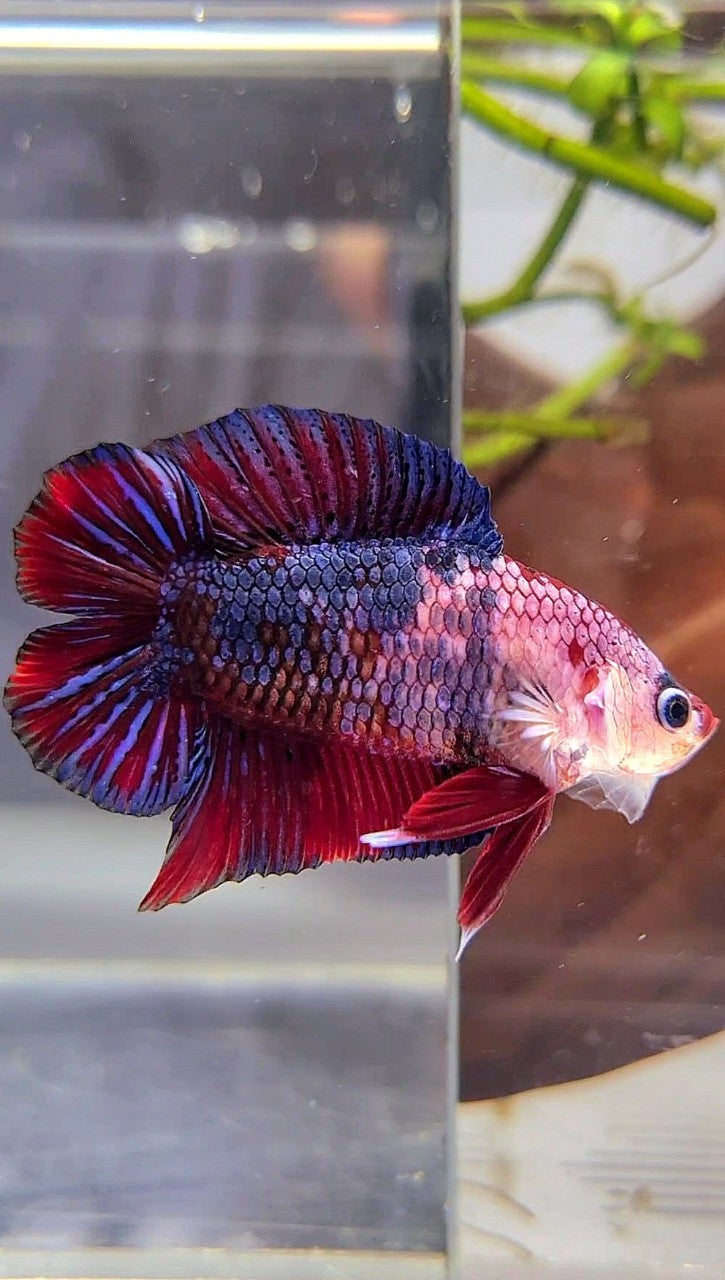 PLAKAT DOUBLE TAIL PURPLE RED FANCY MULTICOLOR BETTA FISH