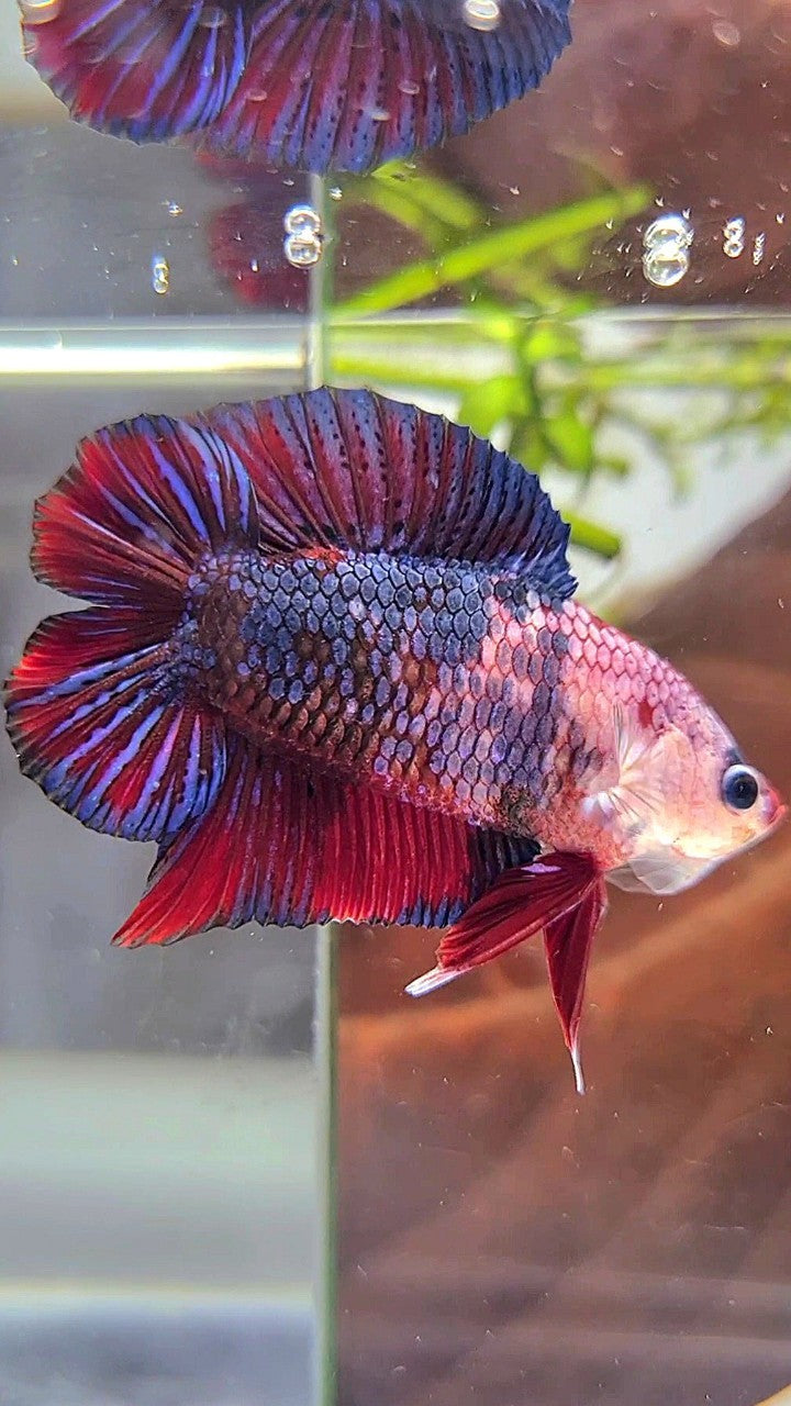 PLAKAT DOUBLE TAIL PURPLE RED FANCY MULTICOLOR BETTA FISH