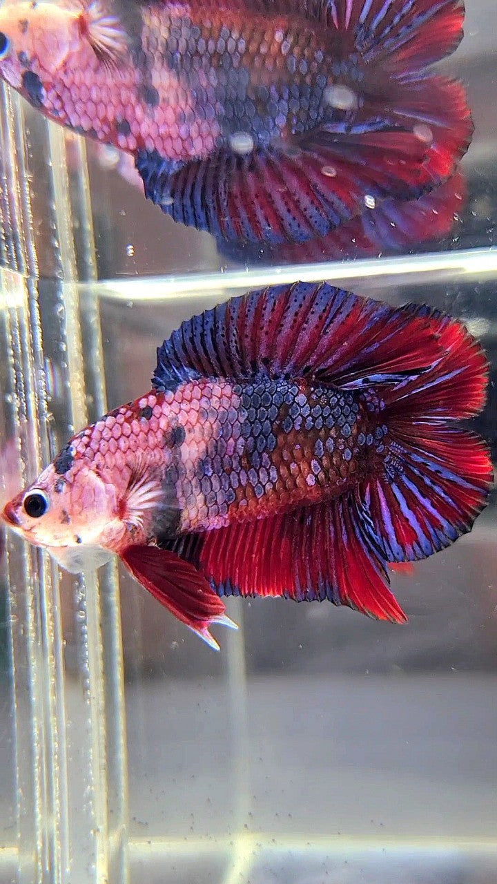 PLAKAT DOUBLE TAIL PURPLE RED FANCY MULTICOLOR BETTA FISH