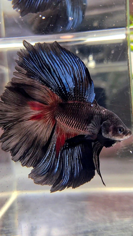 HALFMOON OVER DOUBLE TAIL ROSETAIL BLACK SERIES BETTA FISH