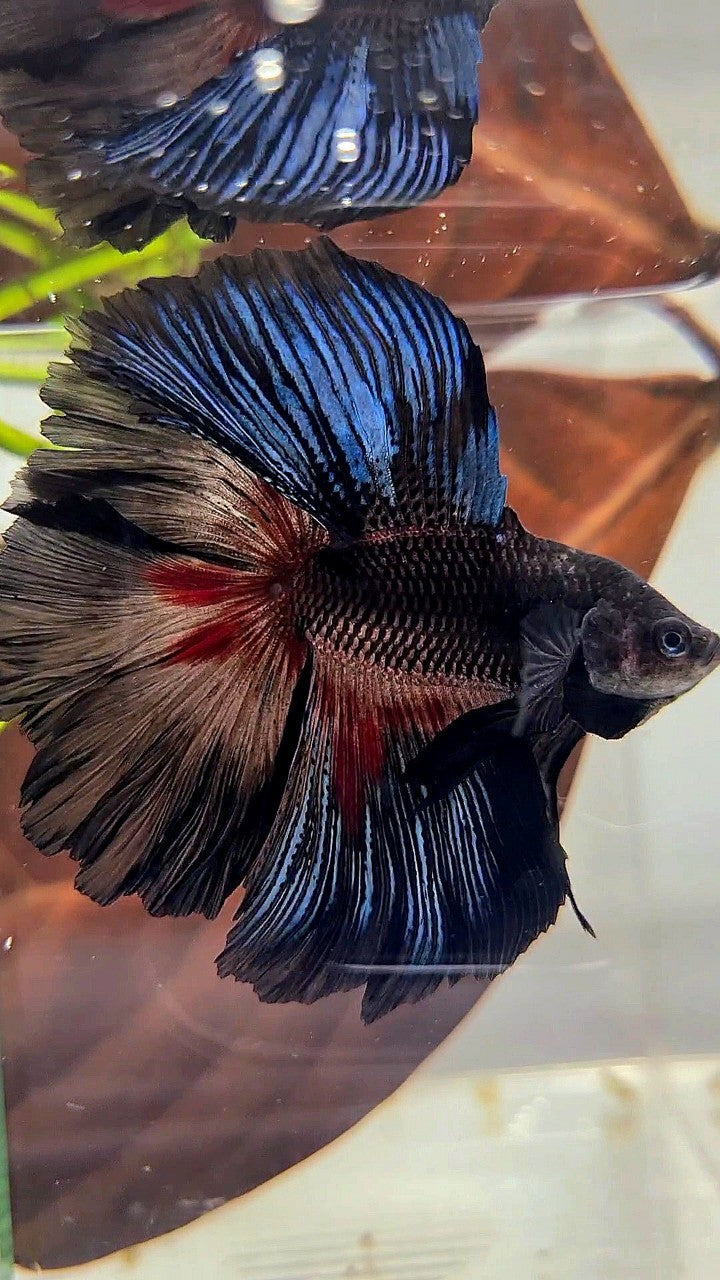 HALFMOON OVER DOUBLE TAIL ROSETAIL BLACK SERIES BETTA FISH