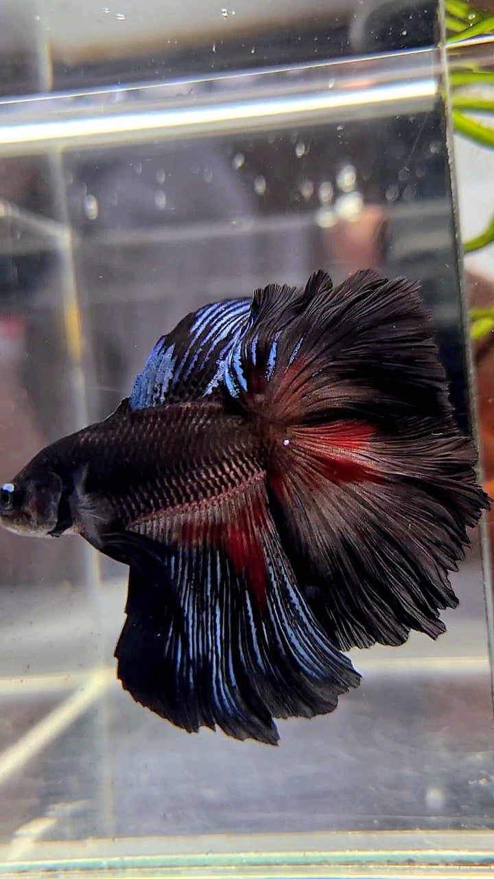 HALFMOON OVER DOUBLE TAIL ROSETAIL BLACK SERIES BETTA FISH