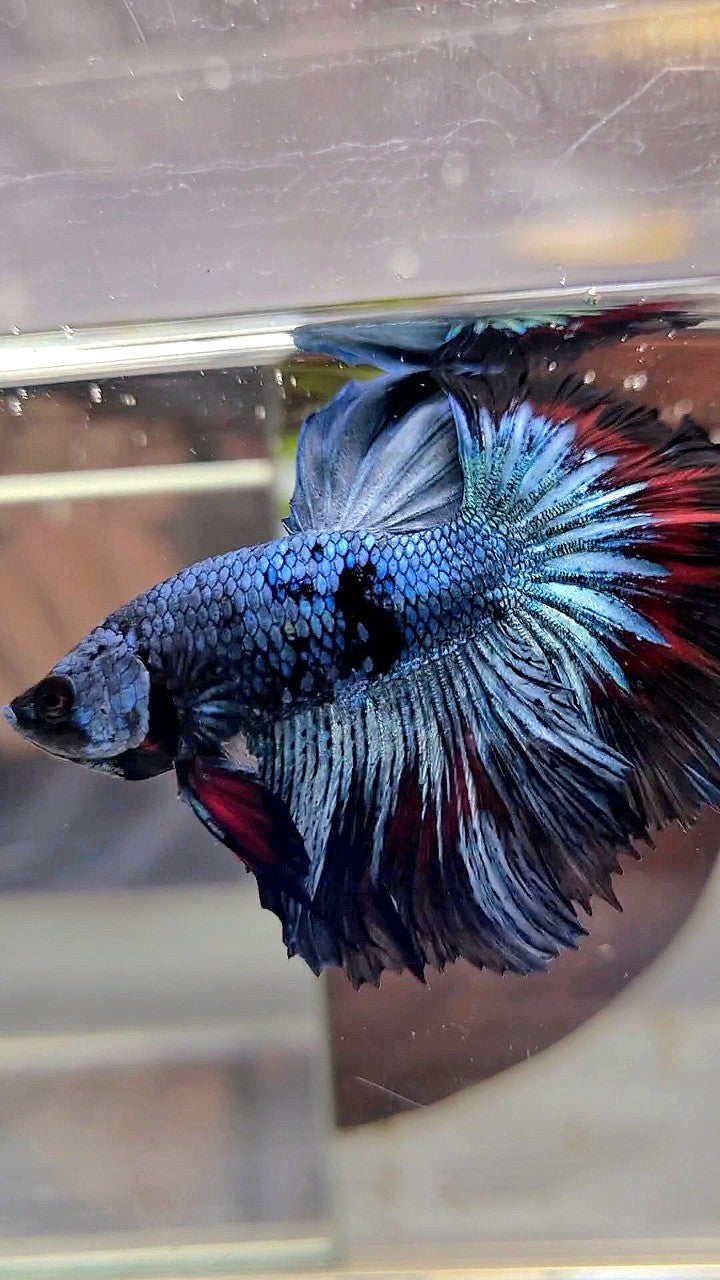 HALFMOON ROSETAIL BLUE BLACK PATTERN AVATAR BETTA FISH