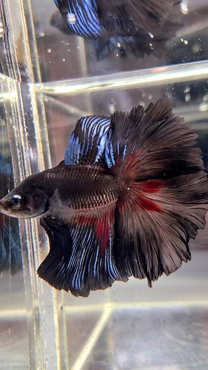 HALFMOON OVER DOUBLE TAIL ROSETAIL BLACK SERIES BETTA FISH