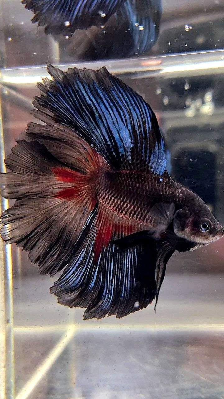 HALFMOON OVER DOUBLE TAIL ROSETAIL BLACK SERIES BETTA FISH