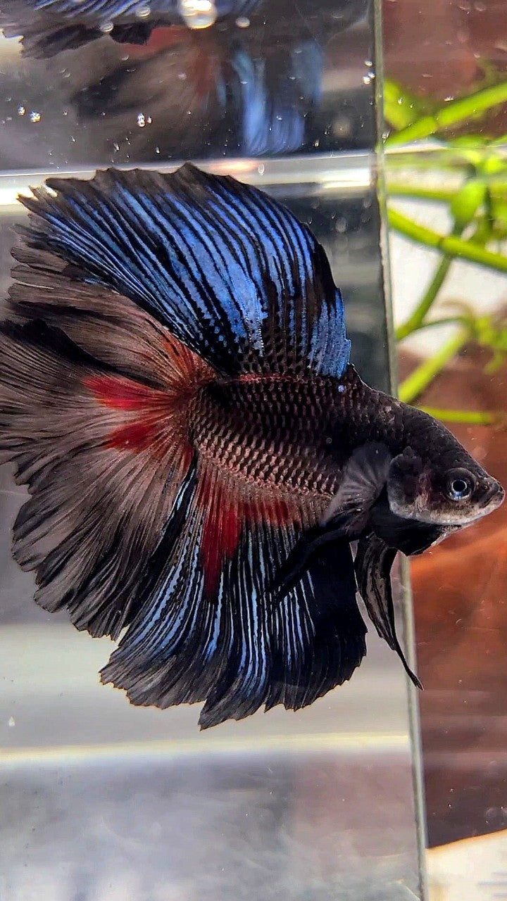 HALFMOON OVER DOUBLE TAIL ROSETAIL BLACK SERIES BETTA FISH