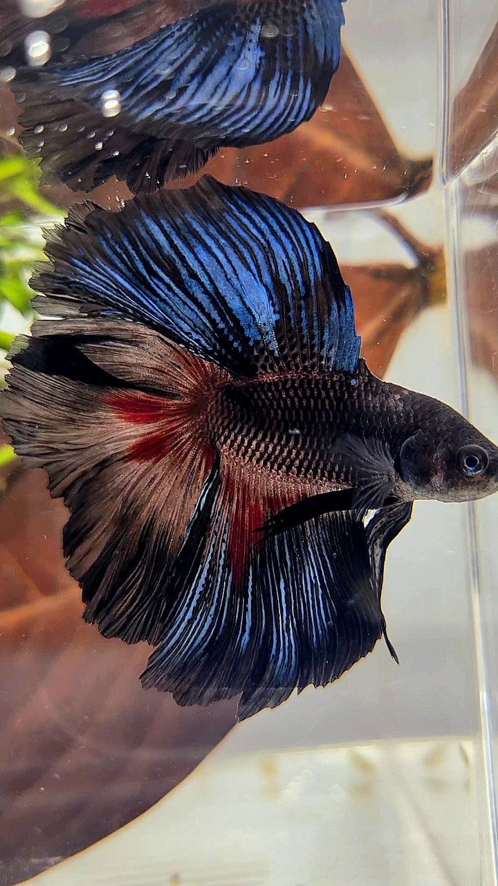 HALFMOON OVER DOUBLE TAIL ROSETAIL BLACK SERIES BETTA FISH