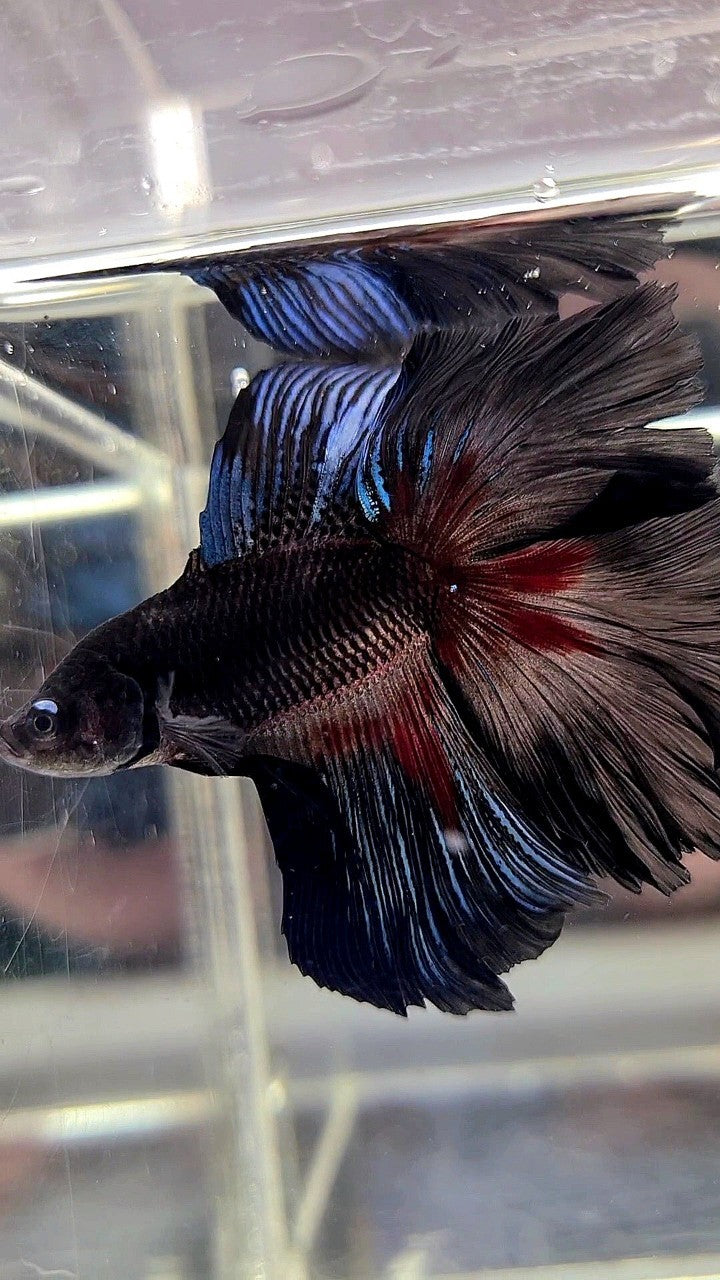 HALFMOON OVER DOUBLE TAIL ROSETAIL BLACK SERIES BETTA FISH